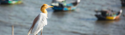 Photo taken by Byron Gray (India 2020) depicting an eastern cattle egret perched on a log in front of coloful fishing boats on water.